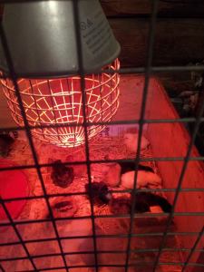 Kyllinger på Barnas Gård, Blaafarveværket.