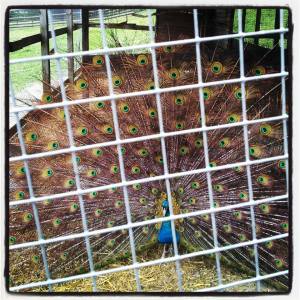 Fine påfuglen på Barnas Gård, Blaafarveværket.