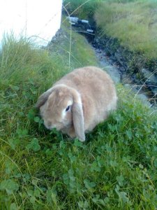 Bolla ute i gresset.