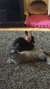 11203102_10155518530840596_9107647862664984405_n