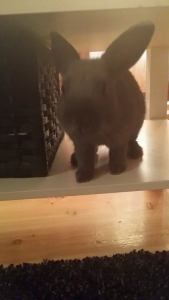 Nille har funnet et nytt favorittsted i hylla under bordet. 