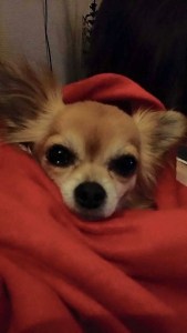 11017668_10155564701400596_5238024361847773320_n