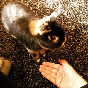 Hege har servert godis til Sjefen. 