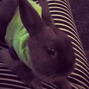 11202590_10155759826010596_6430603174508578300_n