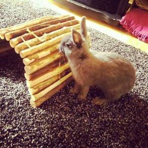 11263101_10155564751585596_6582303135907620765_n