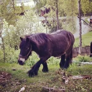 11391318_10155637925630596_3971732516371102925_n