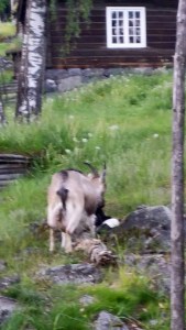 Møtte på noen sauer på veien ned til byen. 