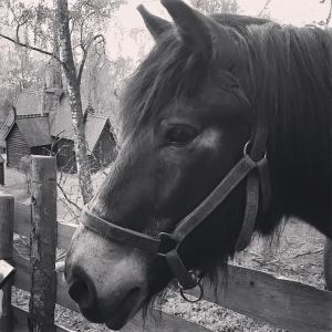 1743686_10155639404245596_4229733862369419986_n