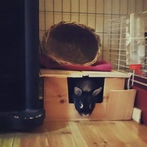 11870753_10155987058750596_5374727936198794970_n