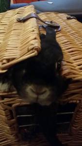 Prøver å bryte seg ut av reiseburet. 