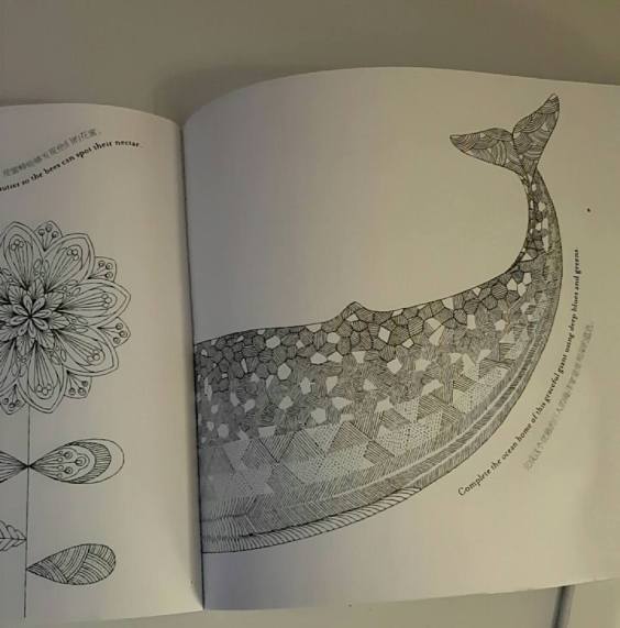 13495337_10157086595625596_5347779934139654479_n