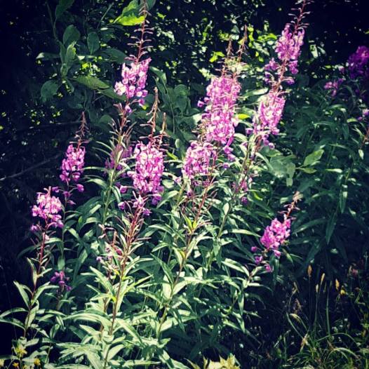 13681052_10157184855600596_2585953366950673711_n