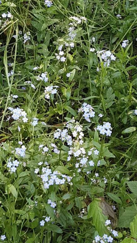 13707536_10157205619935596_510222855637036516_n