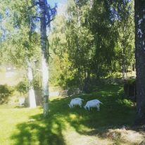 14040050_10157350655050596_966348953159811308_n