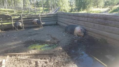 14045899_10157350660700596_6296564523141513033_n