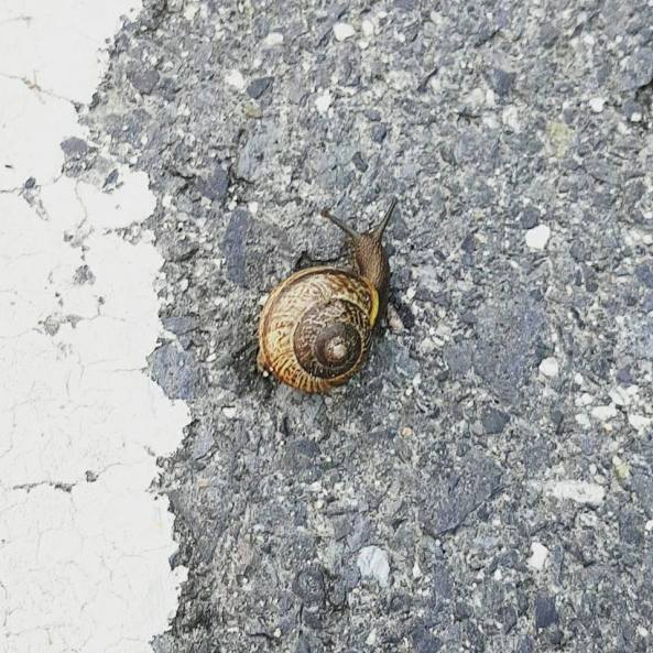 21231747_10159314504625596_7972362603187070645_n