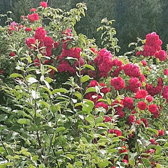 21272596_10159314455245596_2952177829887654961_n (1).jpg