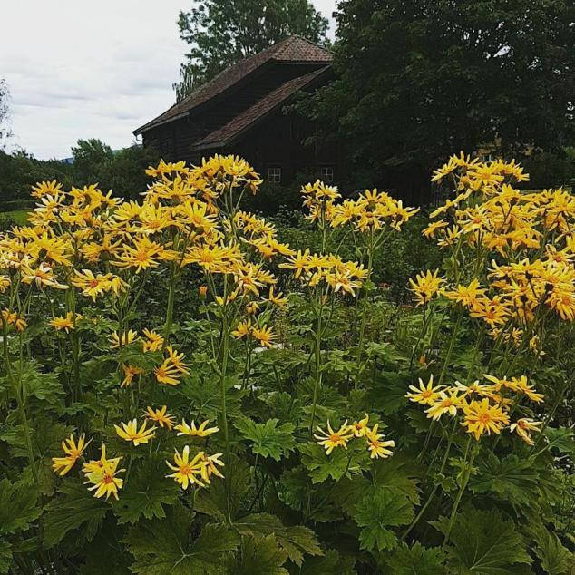 22007984_10159410602055596_6014370335056787460_n