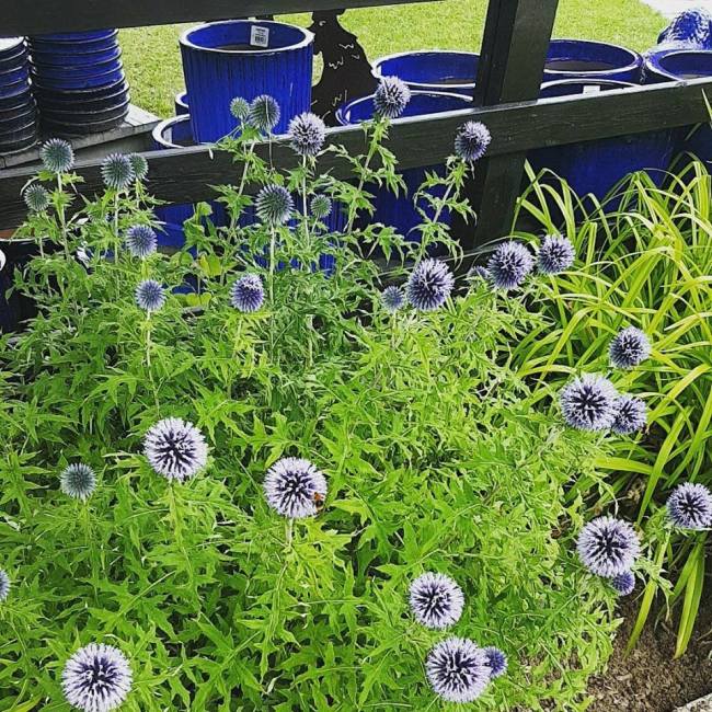 22046481_10159410616235596_833249186760236270_n