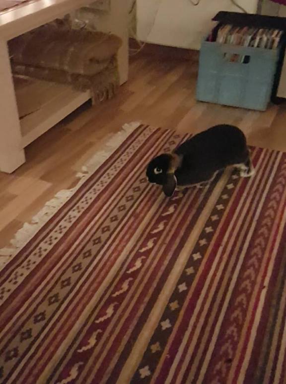 26733867_10159878203320596_7020680049840020770_n