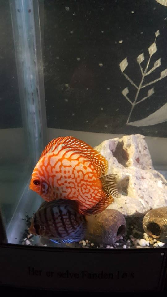 26908002_10159922201050596_3254093958635182695_n