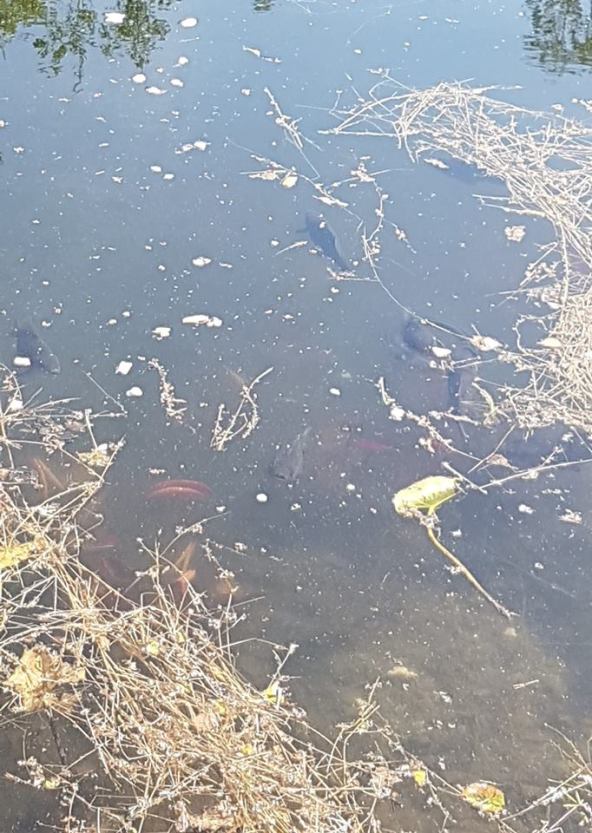 36770698_10160677006735596_1169184441222823936_n