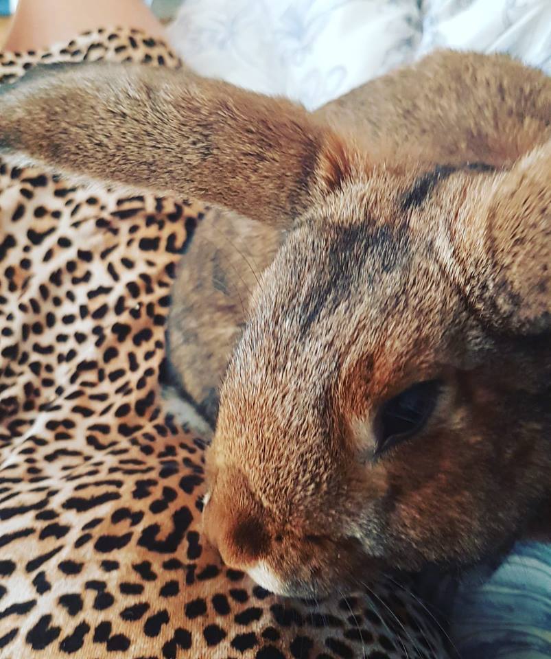 39557599_10160855555030596_3230106875957608448_n