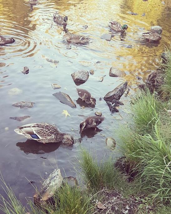 39675780_10160855408445596_2044509608055144448_n