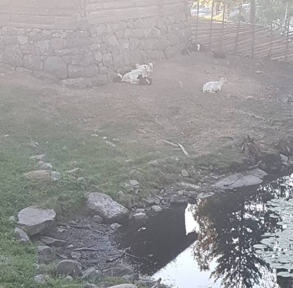 39742459_10160855423715596_9064508167307657216_n