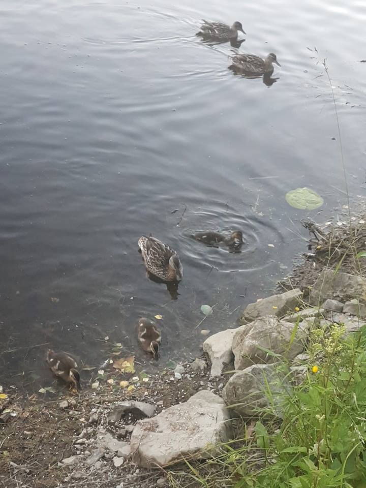 39777167_10160855531975596_5960465127017807872_n