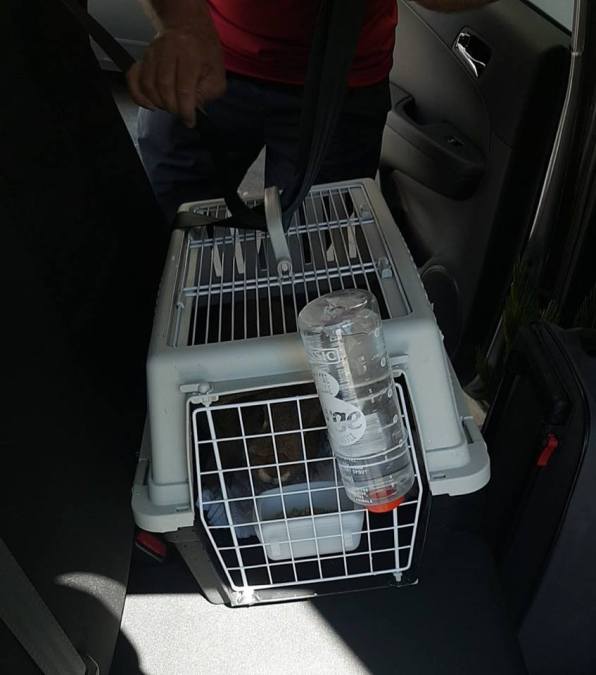 39777355_10160864113500596_5407667763319668736_n