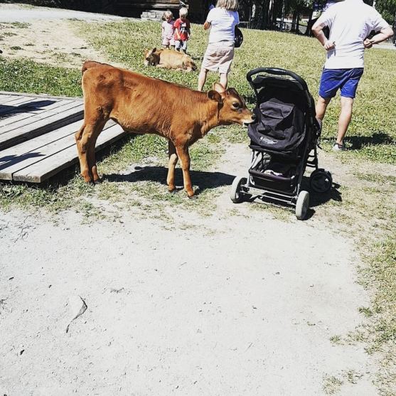 39786252_10160864173930596_6694048526176878592_n