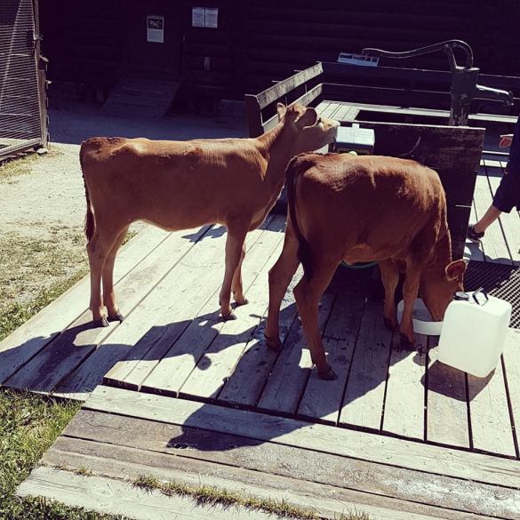 39835010_10160864143425596_3247392770704277504_n