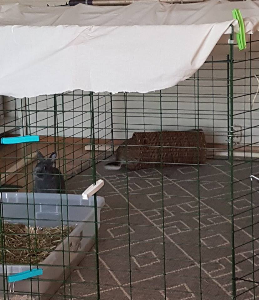 41688289_10160961776655596_1135826976423018496_n