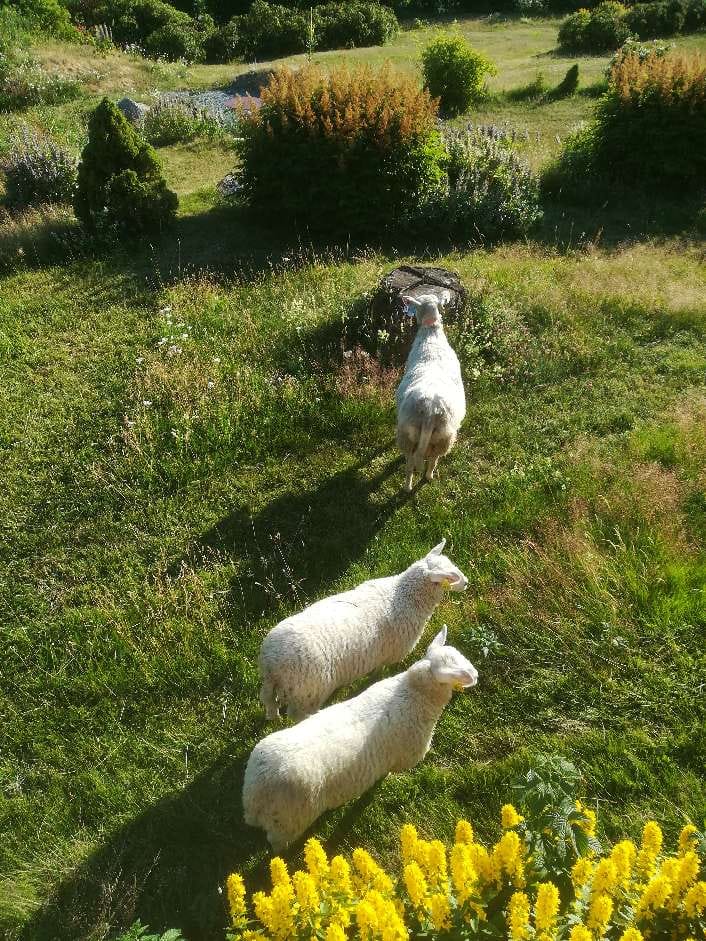 41809279_10160961703795596_5720170588798976000_n