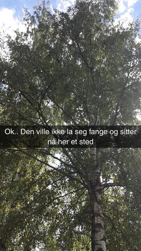 46339028_10161213956865596_6558330222503002112_n