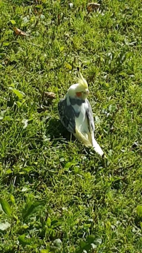 46492195_10161213933995596_7148130576292118528_n