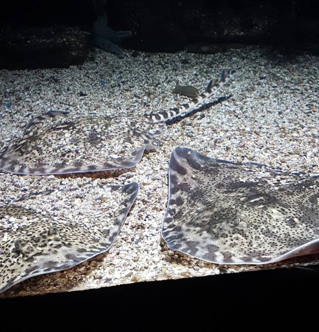 47681509_10161308895020596_3584932794503004160_n