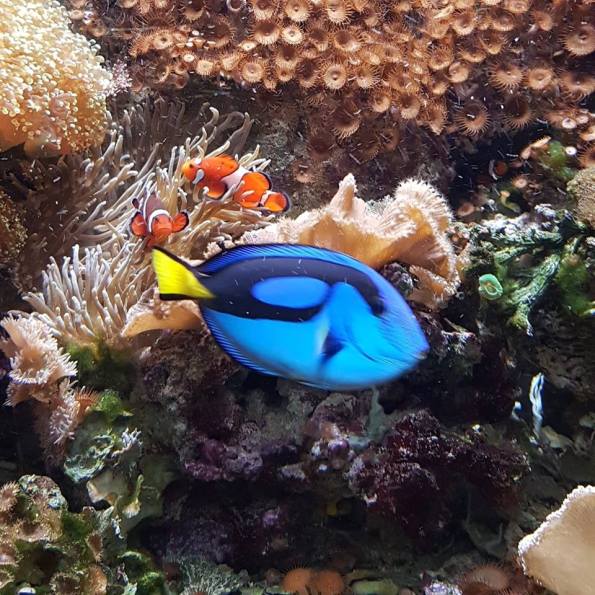 48357540_10161308920980596_3448305740173803520_n